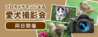 プロカメラマンによる愛犬撮影会